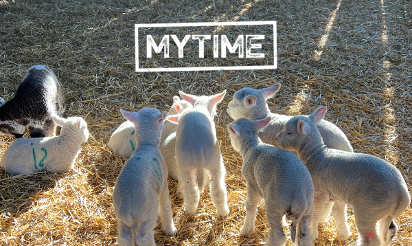 mytime-sheep-summary-logo-top